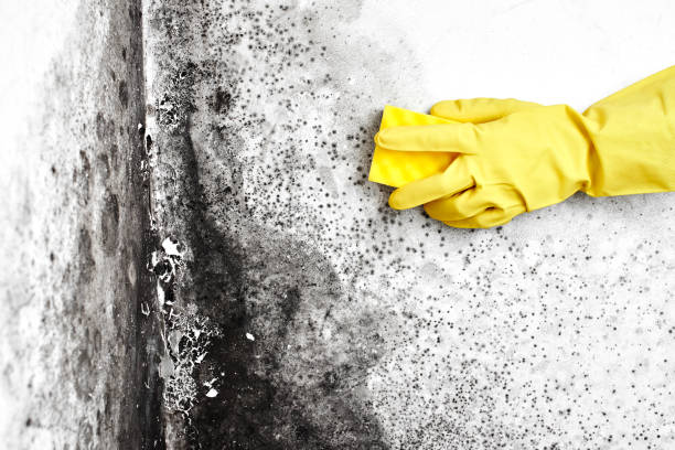 Best Health and Safety Mold Remediation in Canton Valley, CT